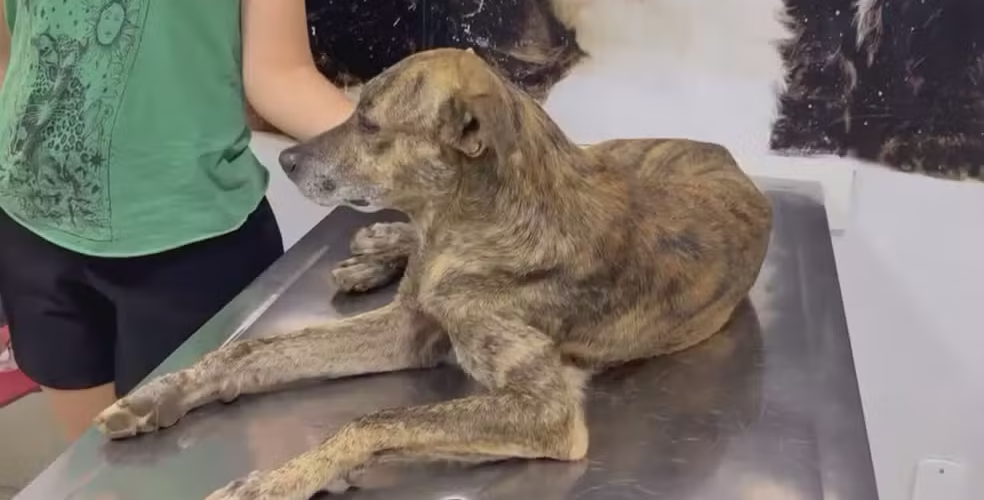 Câmeras registram atropelamento de cachorro por viatura da PM em Taguatinga