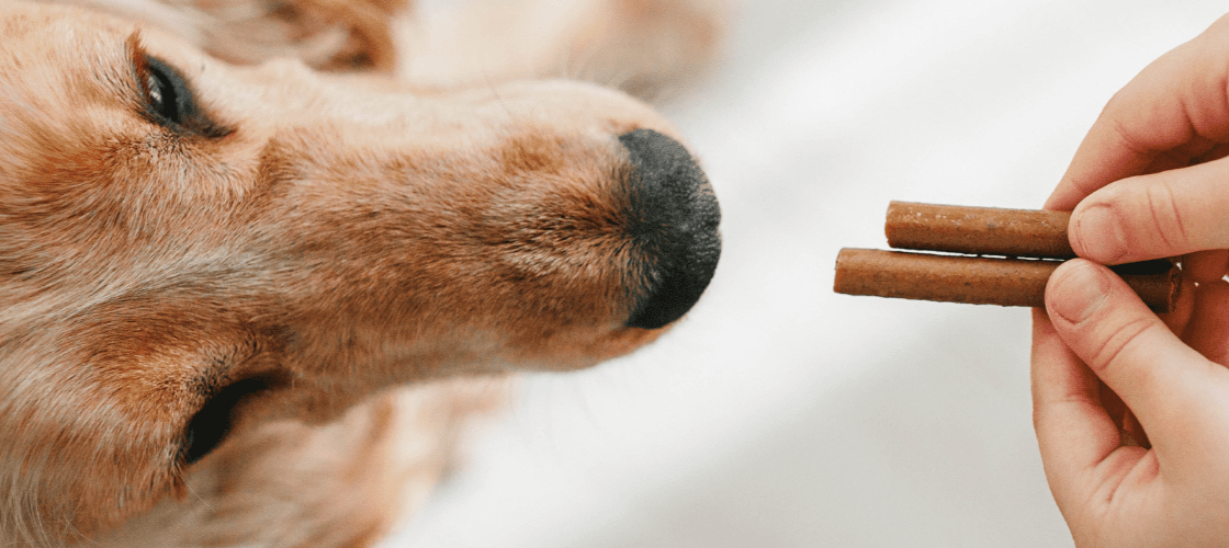 Justiça confirma indenização a tutor de cão intoxicado por petisco