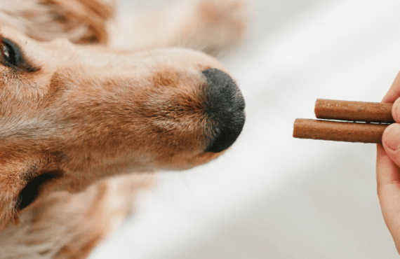 Justiça confirma indenização a tutor de cão intoxicado por petisco