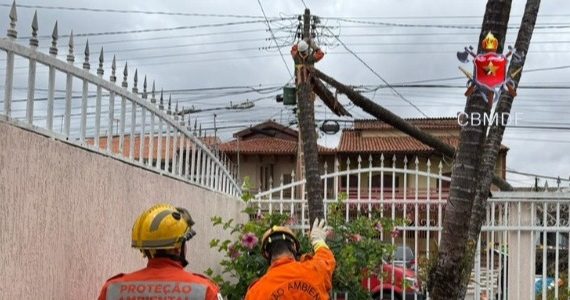 Queda de árvore interrompe energia elétrica em Taguatinga