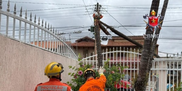 Queda de árvore interrompe energia elétrica em Taguatinga