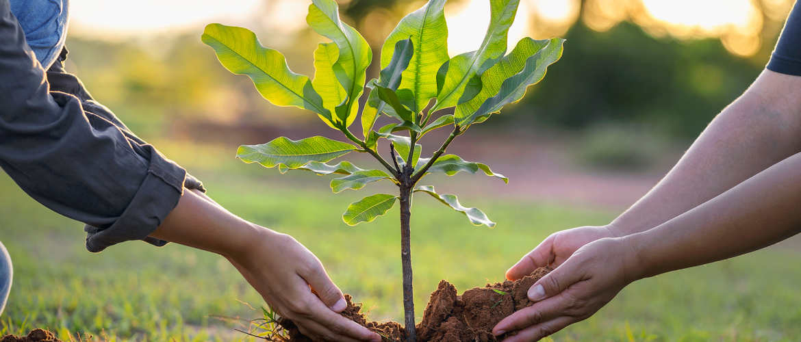 Plantio de 15 mil mudas marca Dia de Plantar em Taguatinga