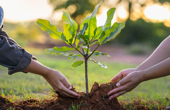 Plantio de 15 mil mudas marca Dia de Plantar em Taguatinga