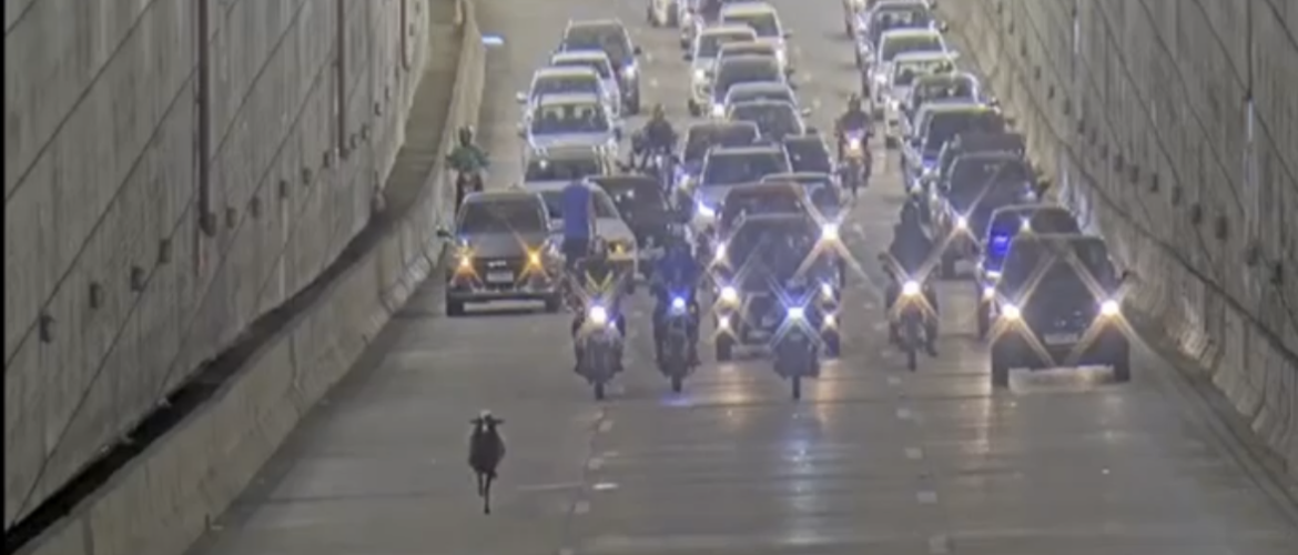 Ovelha é vista correndo entre veículos no túnel Rei Pelé, em Taguatinga