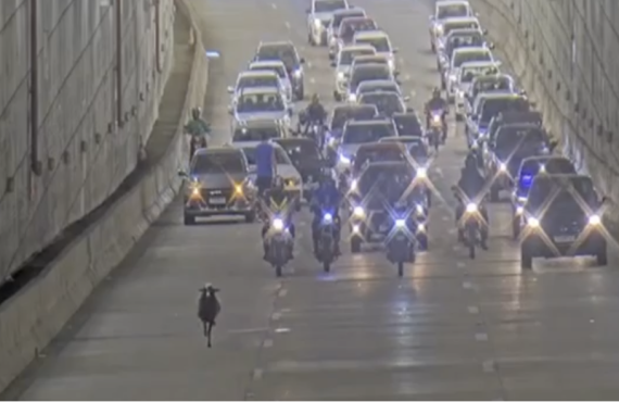 Ovelha é vista correndo entre veículos no túnel Rei Pelé, em Taguatinga