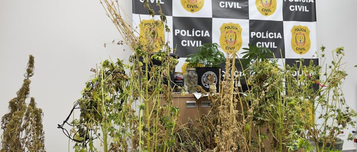 Denúncia de vizinhos leva polícia a estufa de maconha e prisão em Taguatinga