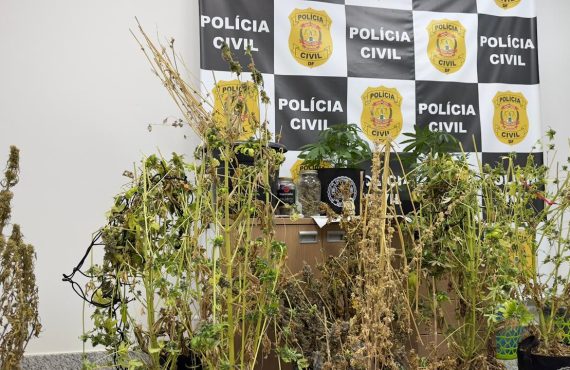 Denúncia de vizinhos leva polícia a estufa de maconha e prisão em Taguatinga