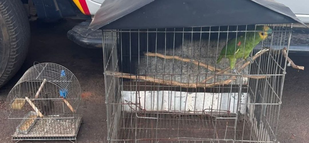 Papagaio é apreendido em cativeiro irregular em Taguatinga Sul