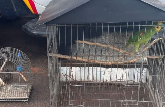 Papagaio é apreendido em cativeiro irregular em Taguatinga Sul