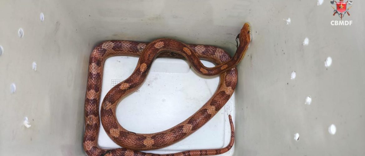 Cobra é resgatada pelo Corpo de Bombeiros em Taguatinga