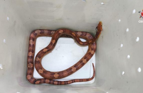 Cobra é resgatada pelo Corpo de Bombeiros em Taguatinga