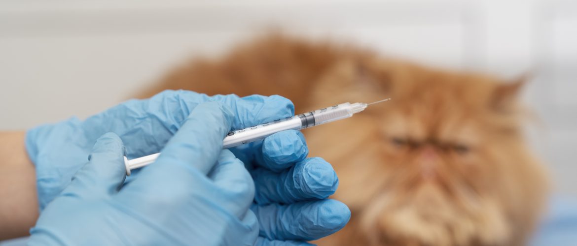 Vacinação antirrábica gratuita continua durante o ano em Taguatinga