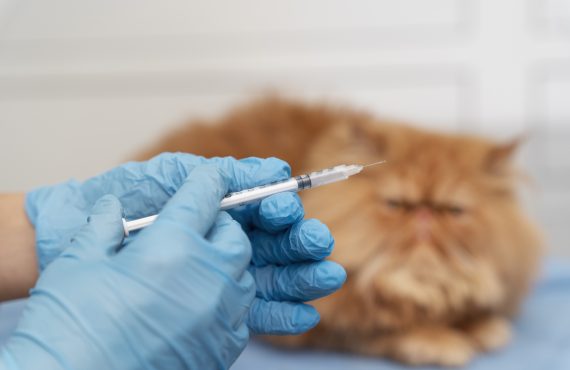 Vacinação antirrábica gratuita continua durante o ano em Taguatinga